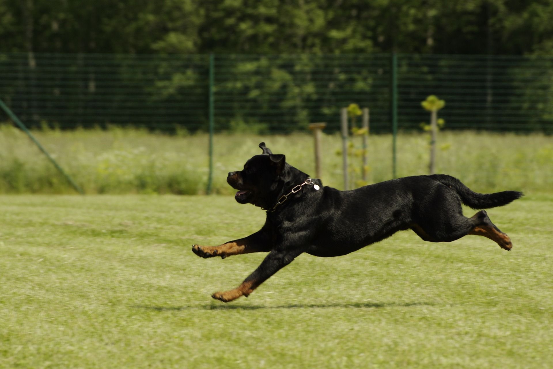 are rottweilers running dogs