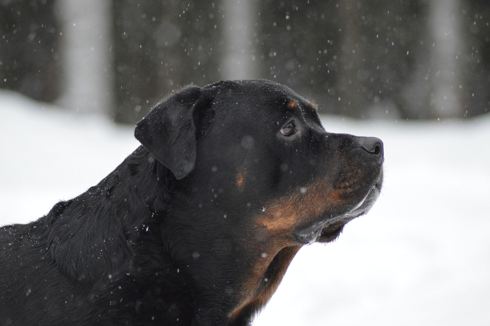 Do Rottweilers Like Snow? Confirming your Suspicions