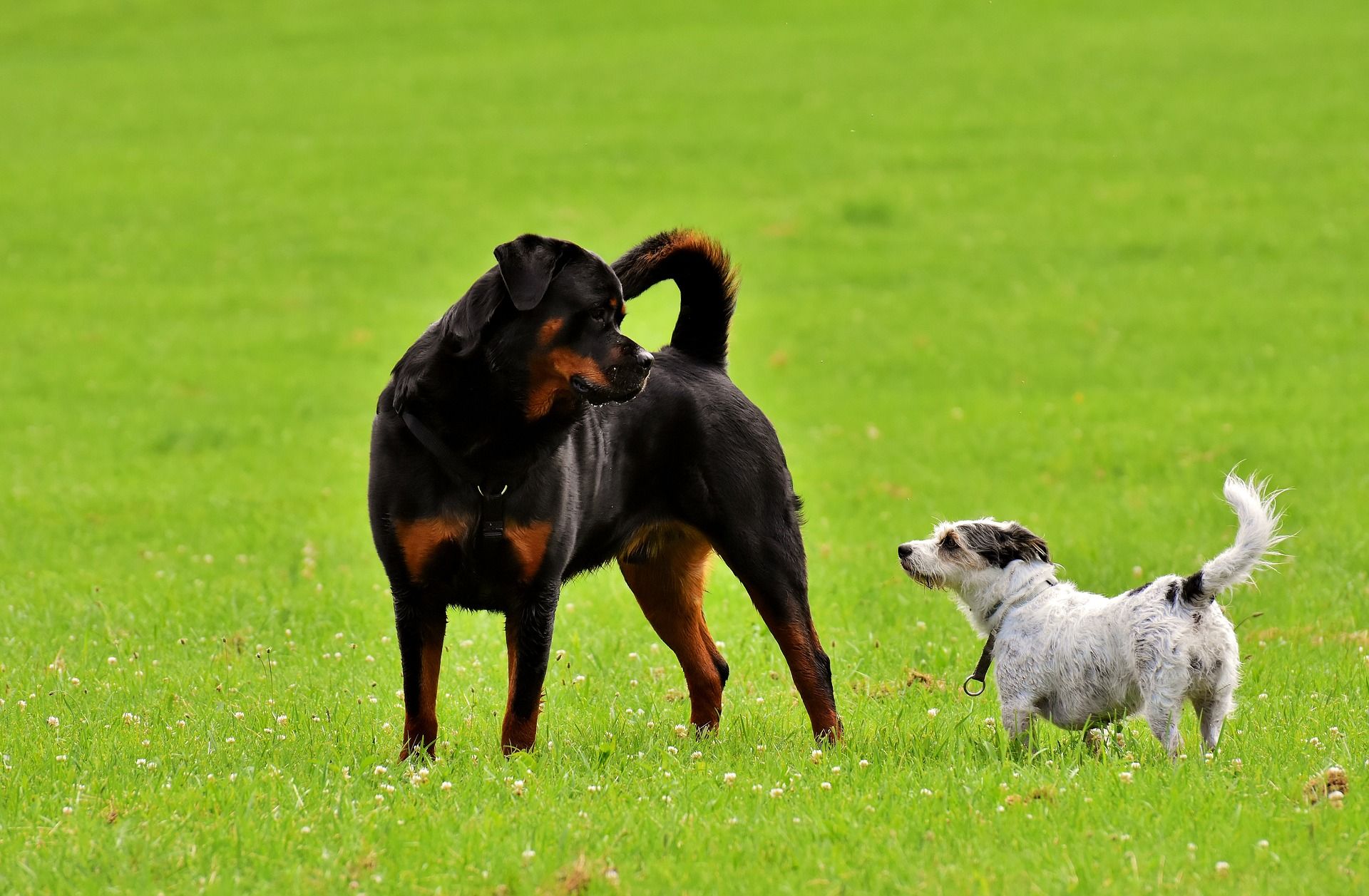 are female rottweilers bigger as puppies