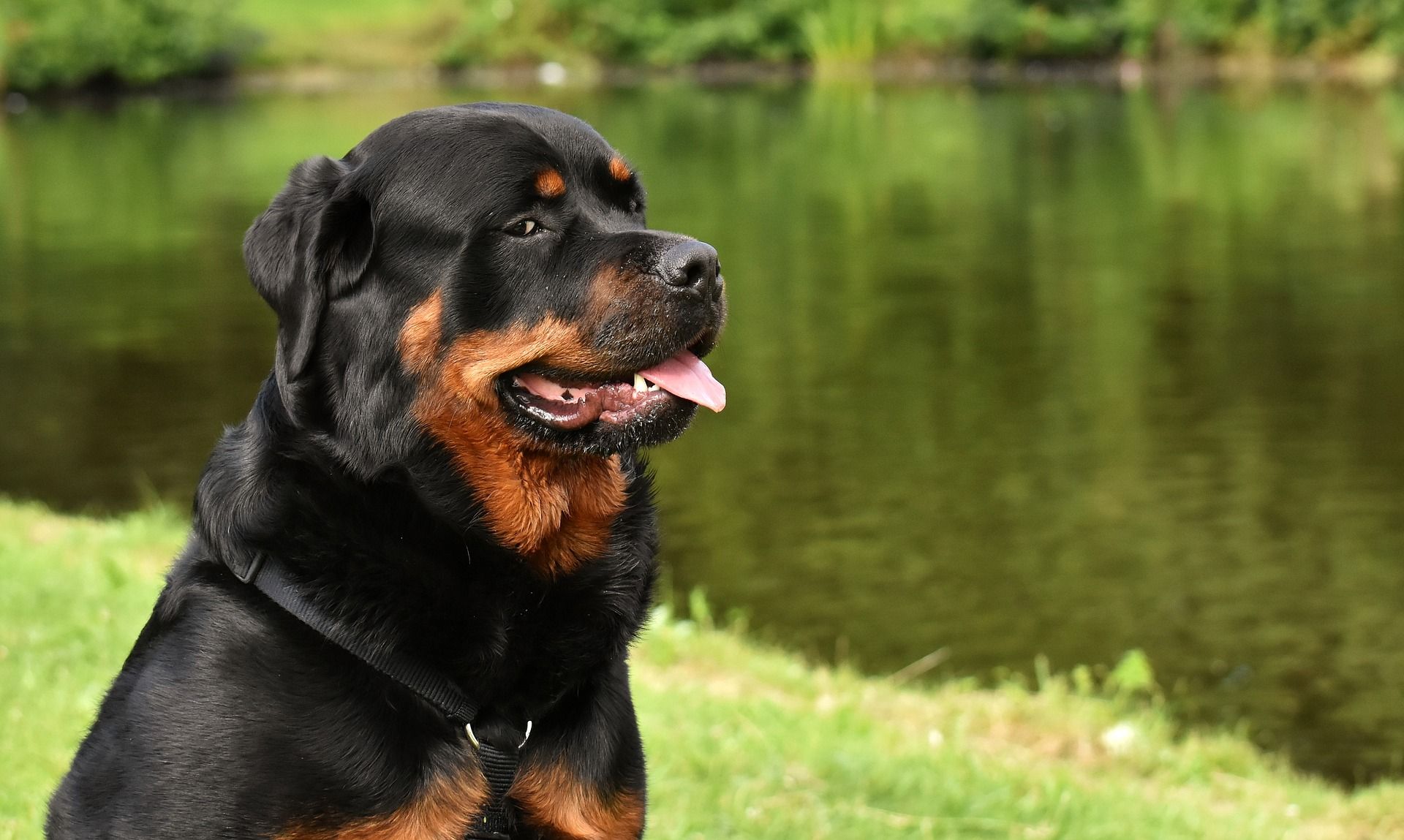 what age do rottweilers slow down?