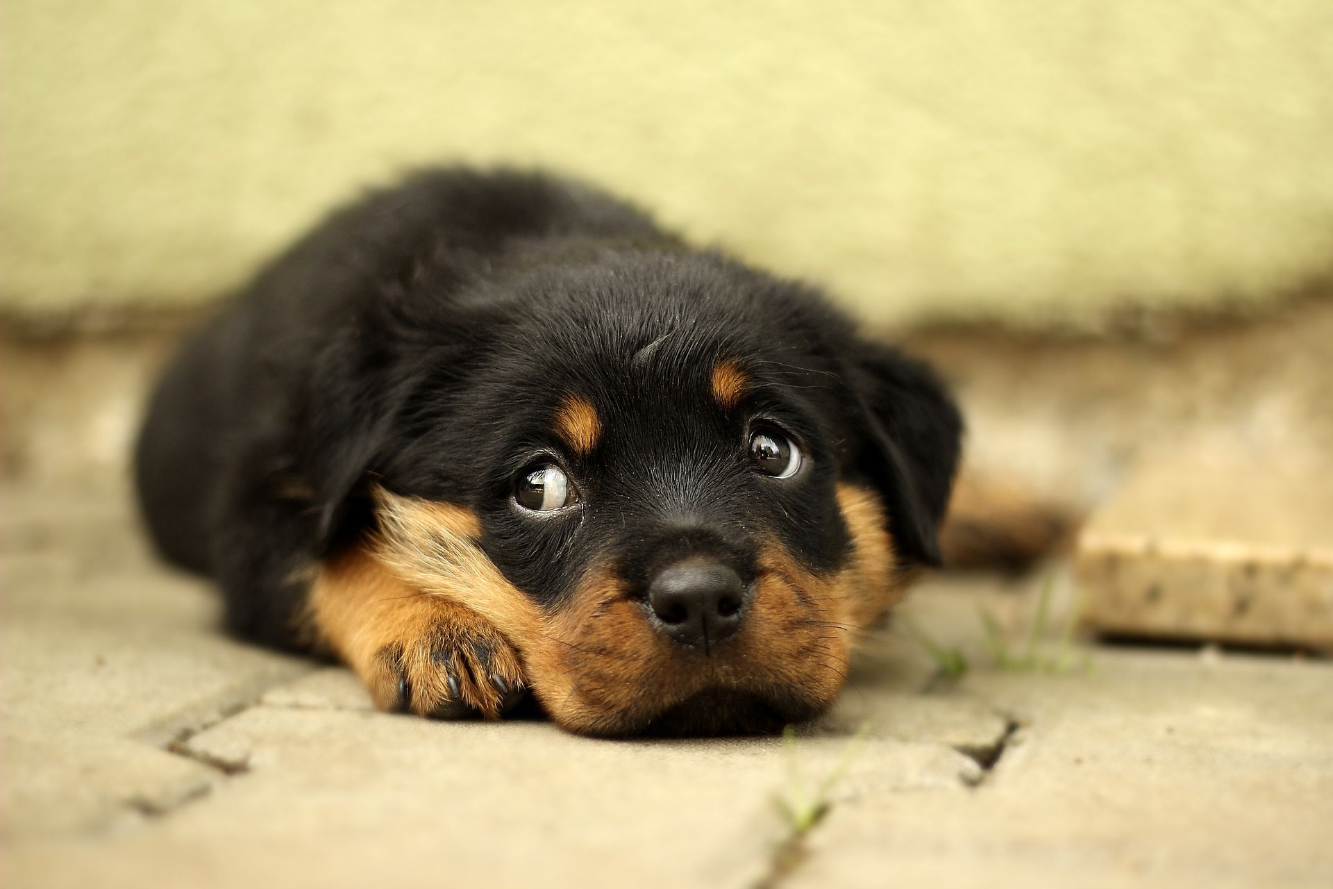 how hard is it to train a rottweilers bite