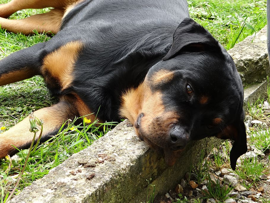 best supplements for rottweilers