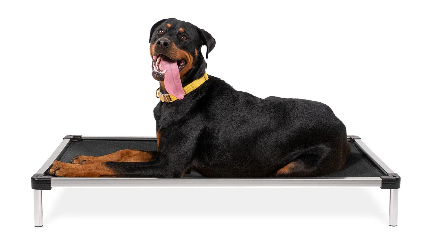 Best Dog Bed for Your Rottweiler + What You Should Look For