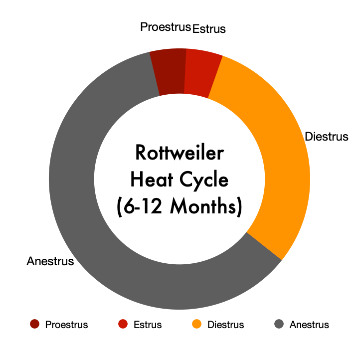 Understanding Your Rottweiler's Heat Cycle