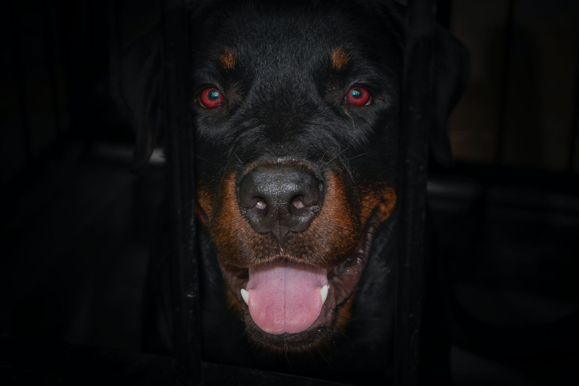Ready to Rottweiler