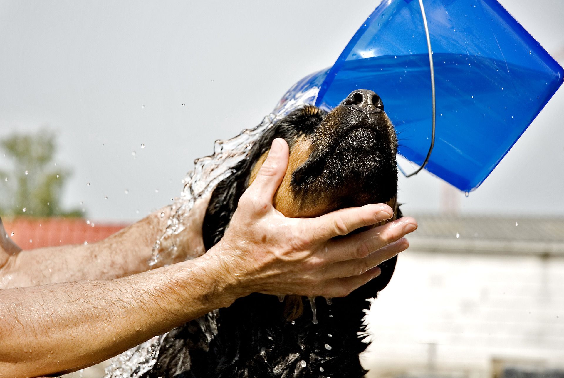 How Often Should I Bathe my Rottweiler? (Clear Guidelines)