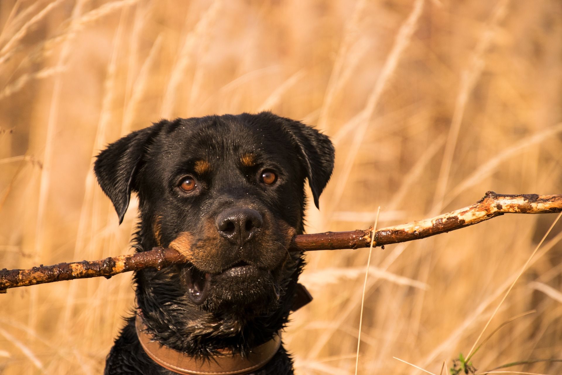 How to Tire Out a Rottweiler: Activities for Every Owner