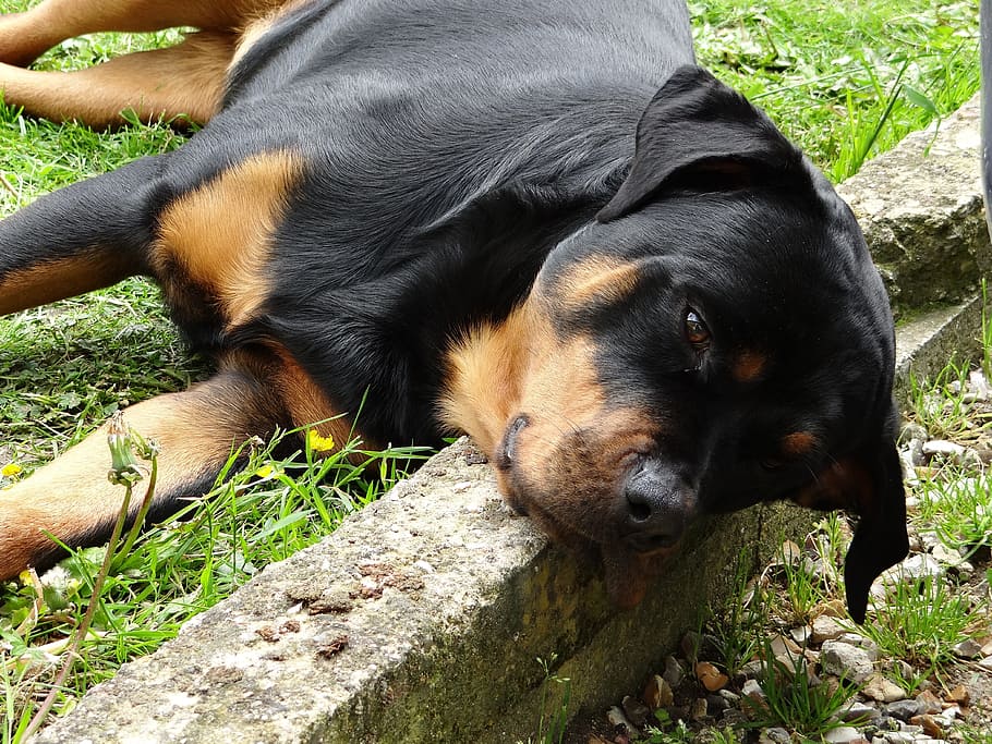 Understanding Osteochondrosis in Your Rottweiler