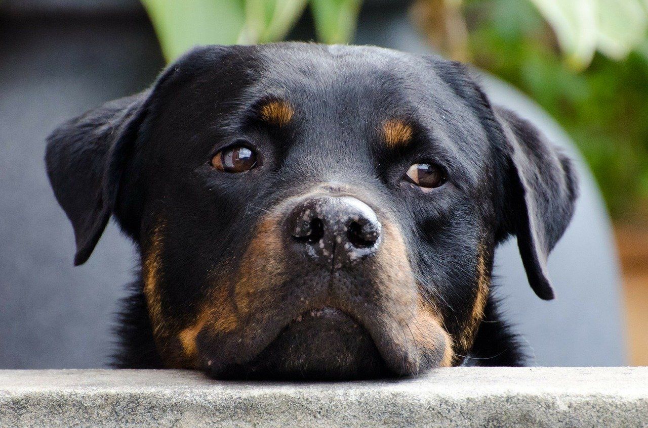 Can a Rottweiler be Left Alone?: Managing Your Time Apart
