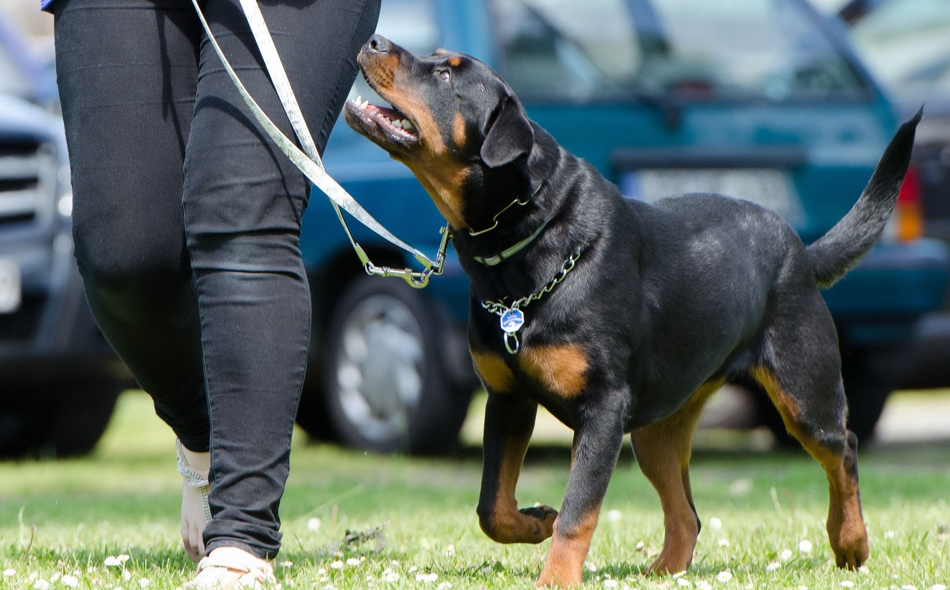 Training a Rottweiler to Walk on a Leash: Step-by-Step