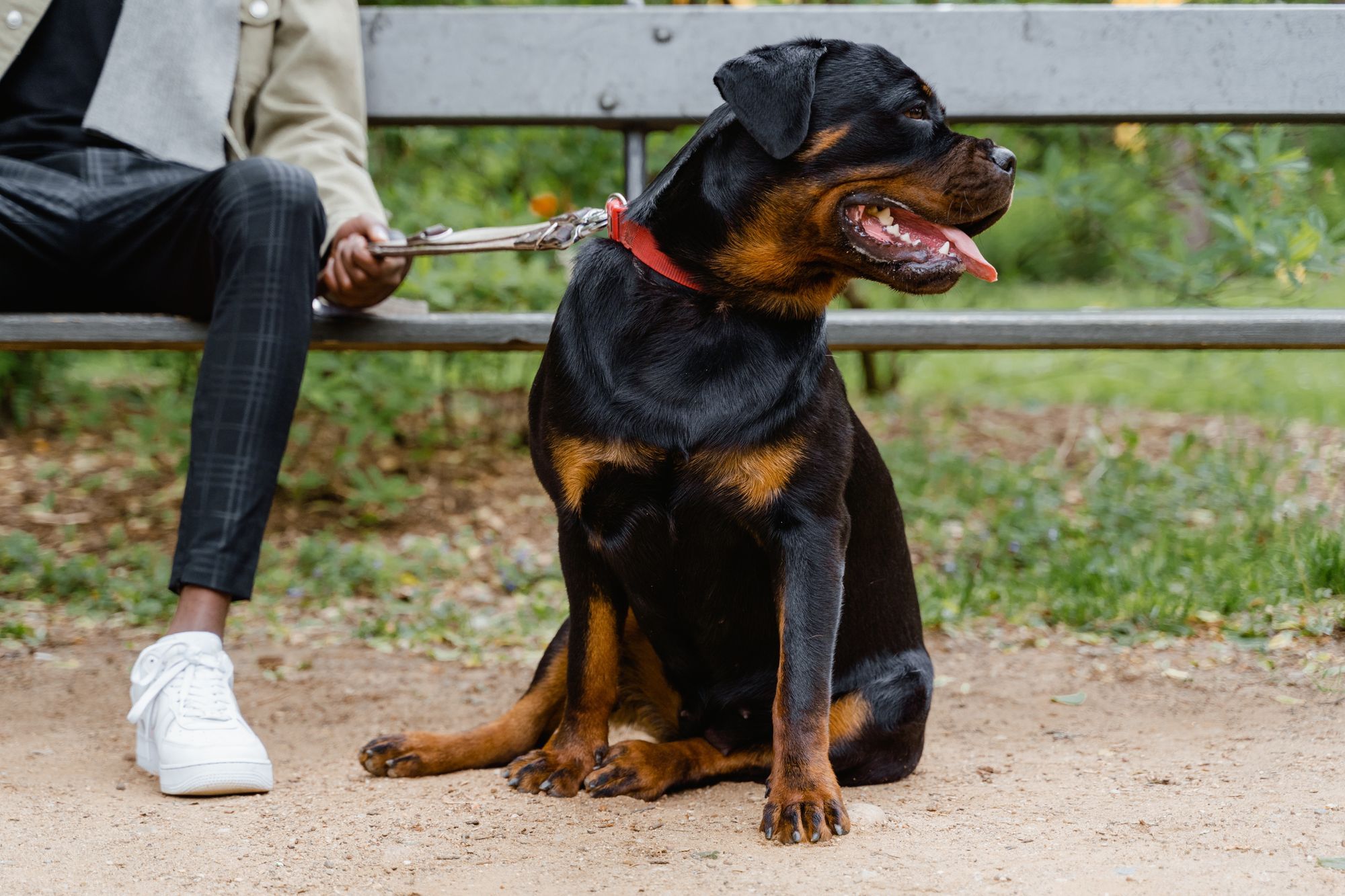 when can rottweiler puppies leave their mother