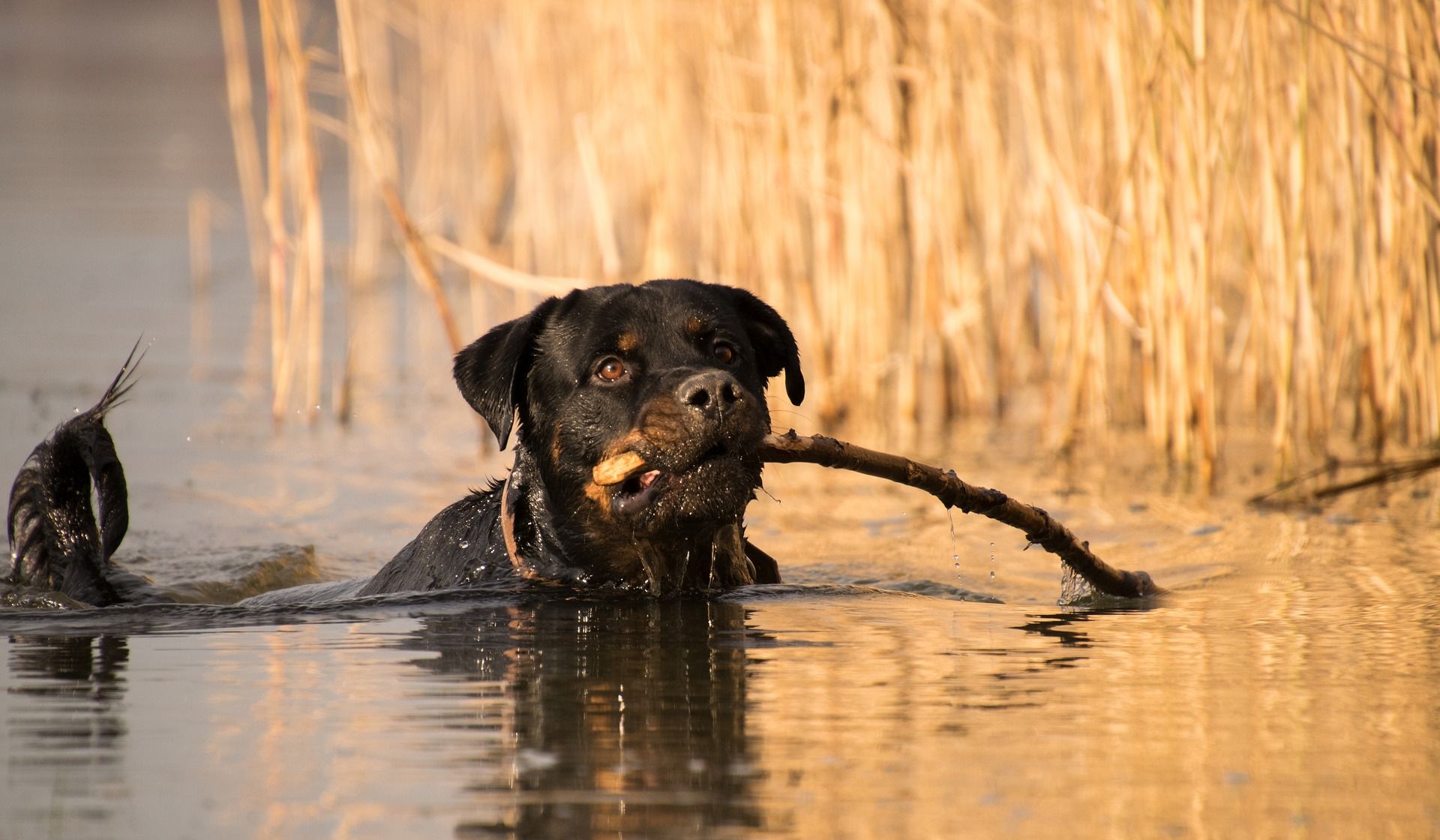 9 Ways to Keep a Rottweiler Cool in Summer: Inside and Out