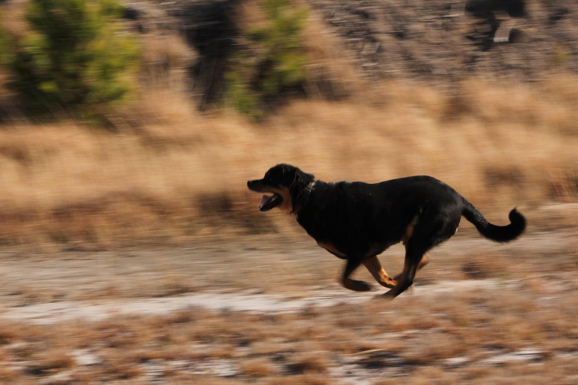 Rottweiler Zoomies: What They Are + What to Do