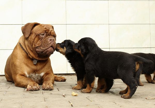 Rottweiler puppies sniffing bigger dog.