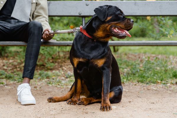 Is It Ever too Late to Train a Rottweiler? 7 Steps to Follow